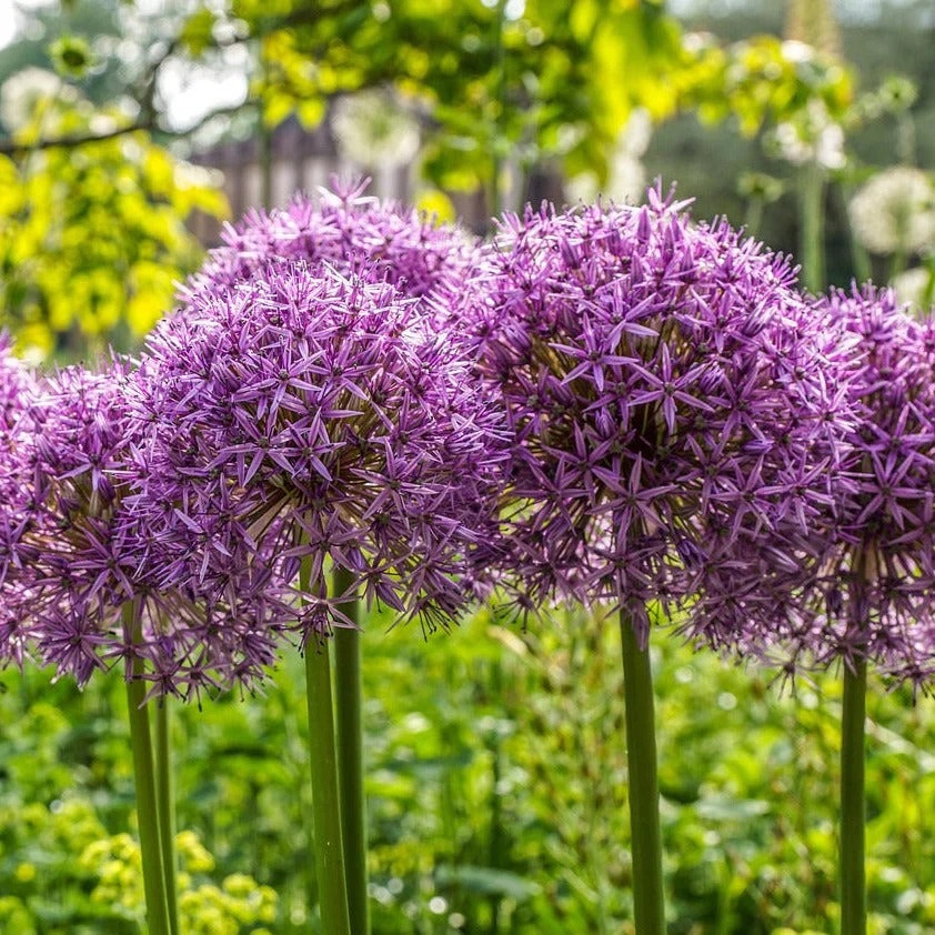 Česnek ozdobný (Allium christophii, na sušení, bílo-fialový) Česnek ozdobný (Allium christophii, na sušení, bílo-fialový)