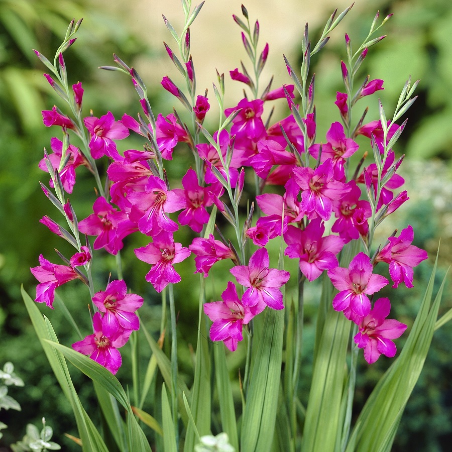 Mečík byzantský (mrazuvzdorný, růžovofialový) Mečík byzantský (mrazuvzdorný, růžovofialový)