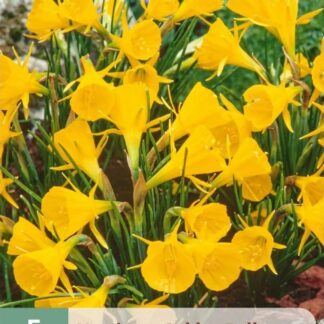 Narcis botanický Golden Bells (5 cibulí, zvonkovitý, žlutý, karta)