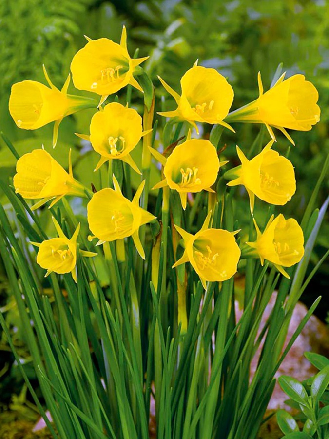 Narcis botanický Golden Bells (zvonkovitý, žlutý) Narcis botanický Golden Bells (zvonkovitý, žlutý)