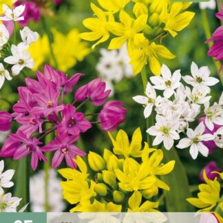 Okrasný česnek (nízký, 25 cibulí, směs, karta)