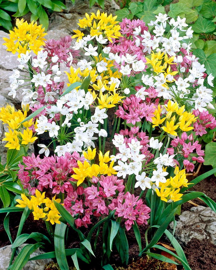 Okrasný česnek (nízký, směs) Okrasný česnek (nízký, směs)