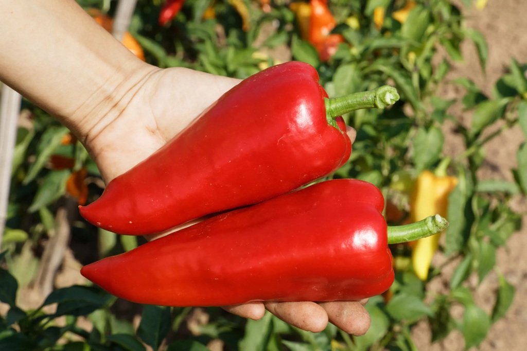 Paprika zeleninová Roter Augsburger (sladká, špičatá, červená, BIO ...