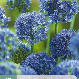 Česnek azurový (Allium caeruleum, 15 cibulí, okrasný, modrý, karta)