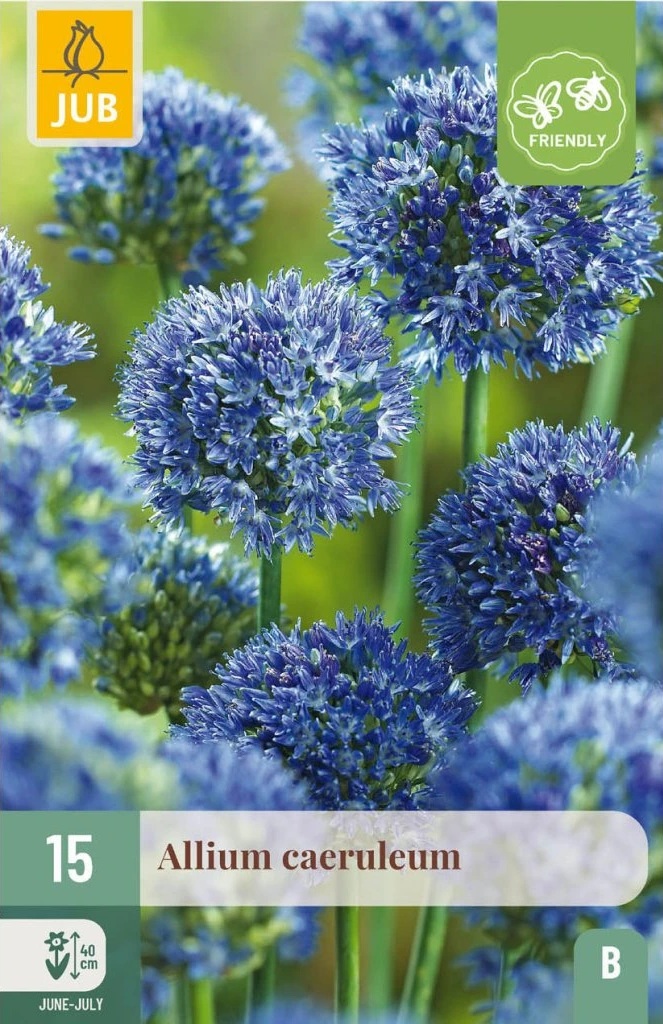 Česnek azurový (Allium caeruleum, 15 cibulí, okrasný, modrý, karta) Česnek azurový (Allium caeruleum, 15 cibulí, okrasný, modrý, karta)