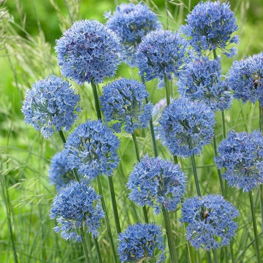 Česnek azurový (Allium caeruleum, okrasný, modrý) Česnek azurový (Allium caeruleum, okrasný, modrý)
