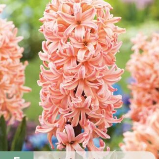 Hyacint Gipsy Queen (5 cibulí, lososový, karta)