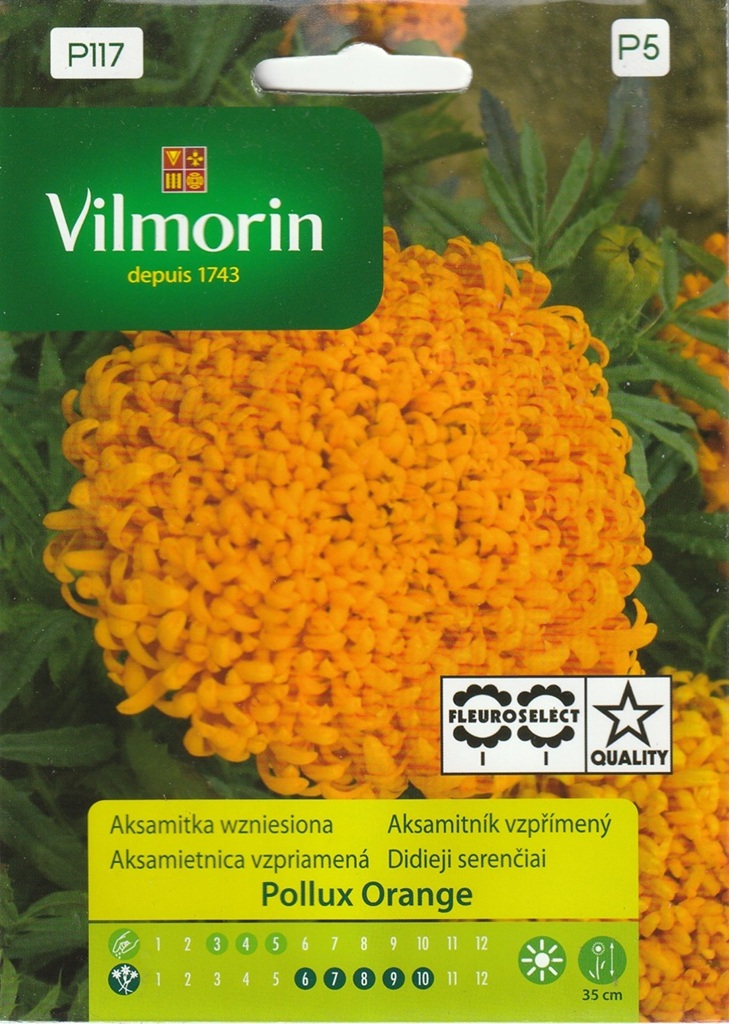Aksamitník vzpřímený Pollux Orange - chryzantémokvětý, nízký, oranžový (Vilmorin)