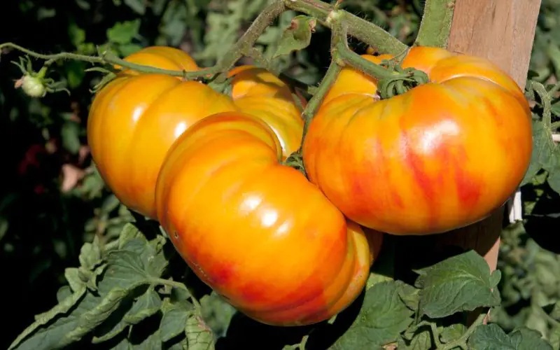 Rajče tyčkové Buffalosun F1 - červeno-žluté, obří plody, typ Beefsteak, odolné plísni (HM Clause) Rajče tyčkové Buffalosun F1 - červeno-žluté, obří plody, typ Beefsteak, odolné plísni (HM Clause)