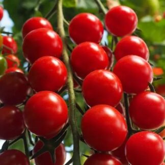 Rajče tyčkové Crokini F1 - cherry, sladké, odolné plísni (HM Clause)