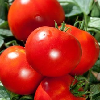 Rajče tyčkové Fandango F1 - kulovité, salátové, odolné plísni (HM Clause)