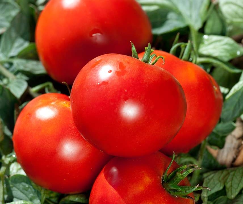 Rajče tyčkové Fandango F1 - kulovité, salátové, odolné plísni (HM Clause) Rajče tyčkové Fandango F1 - kulovité, salátové, odolné plísni (HM Clause)