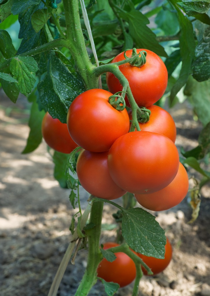 Rajče tyčkové Fandango F1 - kulovité, salátové, odolné plísni (pěstování) Rajče tyčkové Fandango F1 - kulovité, salátové, odolné plísni (pěstování)