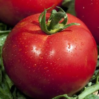 Rajče tyčkové Fantasio F1 - kulovité, salátové, odolné plísni (HM Clause)