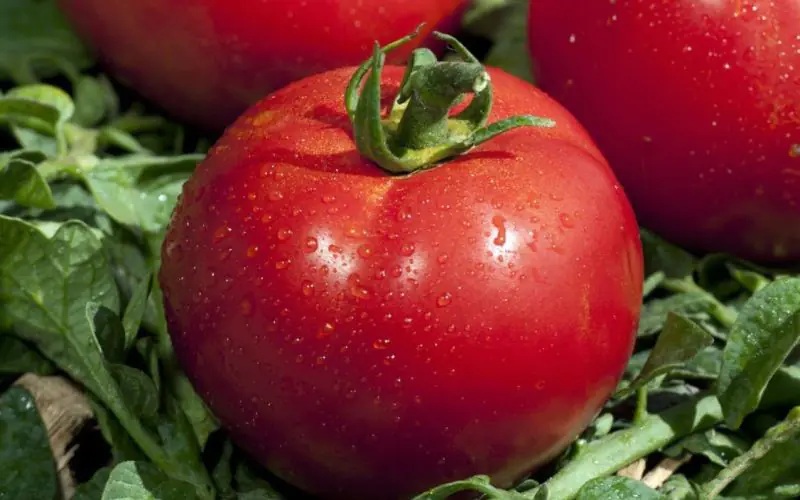 Rajče tyčkové Fantasio F1 - kulovité, salátové, odolné plísni (HM Clause) Rajče tyčkové Fantasio F1 - kulovité, salátové, odolné plísni (HM Clause)