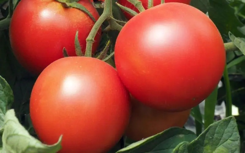 Rajče tyčkové Paoline F1 - kulaté, aromatické, odolné plísni (HM Clause) Rajče tyčkové Paoline F1 - kulaté, aromatické, odolné plísni (HM Clause)