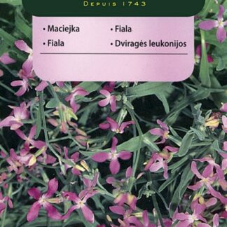 Fiala dvourohá - noční fiala, bílo-fialová (Vilmorin)