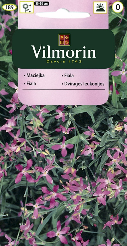 Fiala dvourohá - noční fiala, bílo-fialová (Vilmorin) Fiala dvourohá - noční fiala, bílo-fialová (Vilmorin)