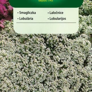 Laločnice přímořská - bílá (Vilmorin)