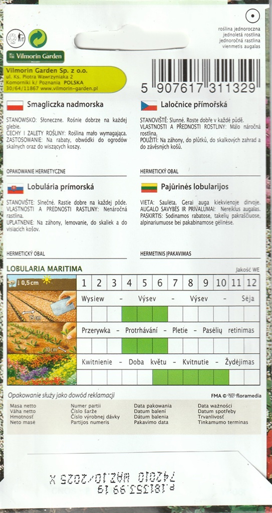 Laločnice přímořská - bílá (pěstování) Laločnice přímořská - bílá (pěstování)