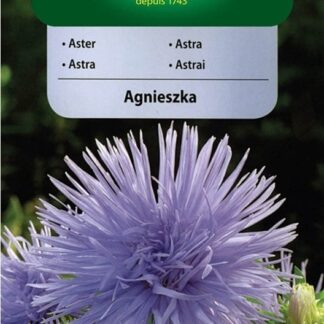 Astra čínská jehlicovitá Agnieszka - světle fialová (Vilmorin)