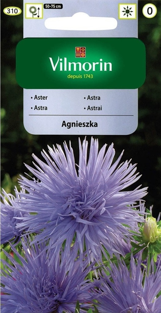 Astra čínská jehlicovitá Agnieszka - světle fialová (Vilmorin) Astra čínská jehlicovitá Agnieszka - světle fialová (Vilmorin)