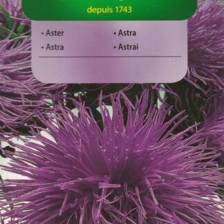Astra čínská jehlicovitá - fialová (Vilmorin)