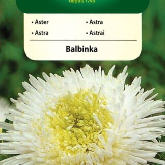 Astra čínská knížecí Balbinka - bílá (Vilmorin)