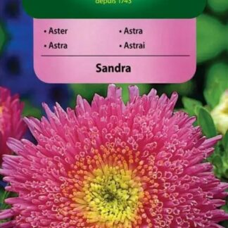 Astra čínská knížecí Sandra - růžová (Vilmorin)