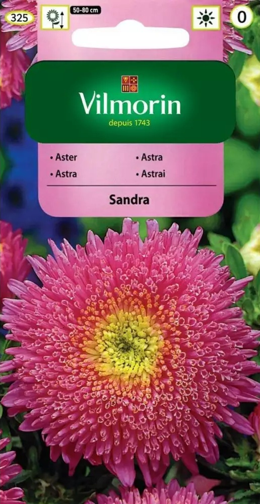 Astra čínská knížecí Sandra - růžová (Vilmorin) Astra čínská knížecí Sandra - růžová (Vilmorin)
