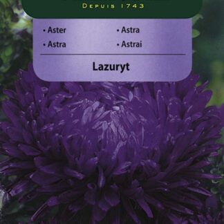 Astra čínská pivoňková Lazuryt - fialová (Vilmorin)
