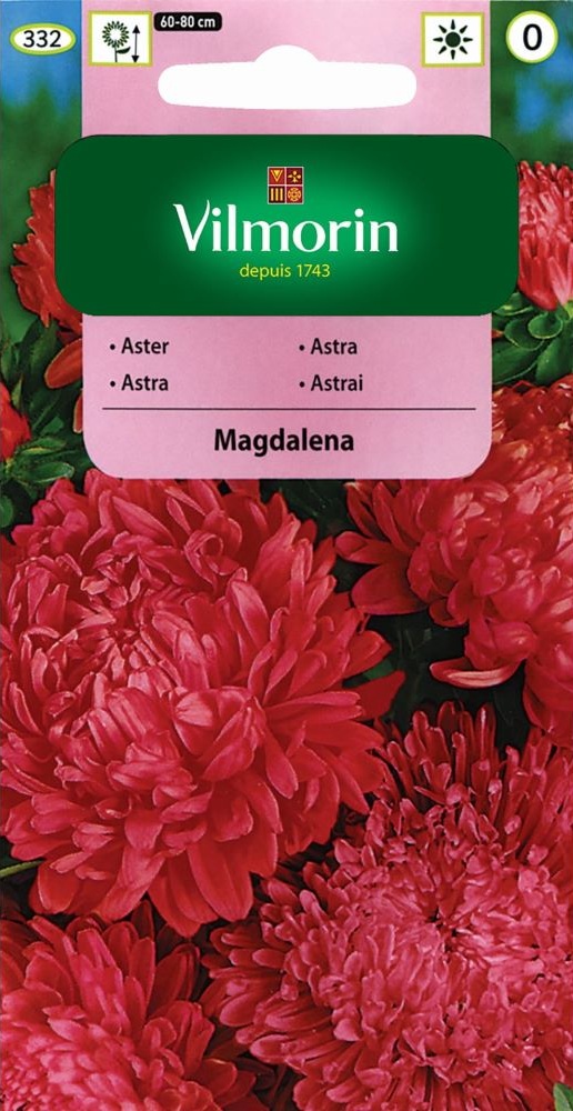 Astra čínská pivoňková Magdalena - růžovočervená (Vilmorin) Astra čínská pivoňková Magdalena - růžovočervená (Vilmorin)
