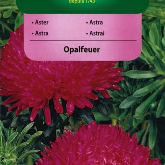 Astra čínská pivoňková Opalfeuer - fialovorůžová (Vilmorin)