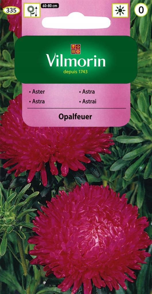 Astra čínská pivoňková Opalfeuer - fialovorůžová (Vilmorin) Astra čínská pivoňková Opalfeuer - fialovorůžová (Vilmorin)