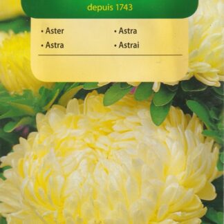 Astra čínská pivoňková Sonata - krémově žlutá (Vilmorin)