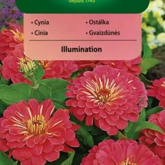 Ostálka sličná Illumination - jiřinokvětá, růžová (Vilmorin)