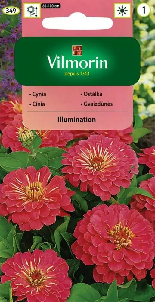 Ostálka sličná Illumination - jiřinokvětá, růžová (Vilmorin) Ostálka sličná Illumination - jiřinokvětá, růžová (Vilmorin)