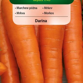 Mrkev Darina - pozdní, dlouhá, ke skladování, typ Berlikumer (Vilmorin)