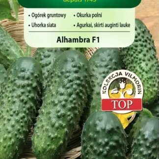 Okurka polní Alhambra F1 - nakládačka, hruboostná, partenokarpická, odolná plísni (Vilmorin)