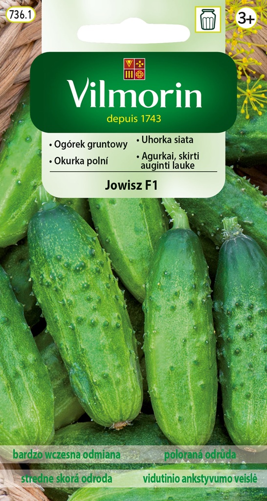 Okurka polní Jowisz F1 - nakládačka, hruboostná, partenokarpická, odolná plísni (Vilmorin)