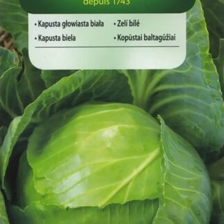 Zelí bílé Dita - velmi rané, světle zelené (Vilmorin)