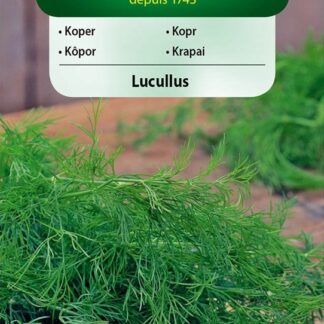 Kopr Lucullus - aromatický (Vilmorin)