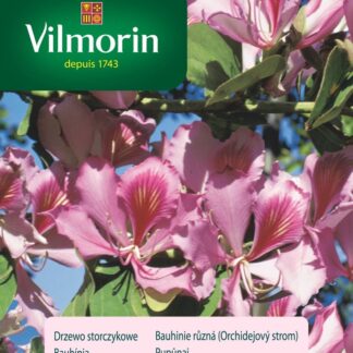 Bauhinie pestrá - růžovofialová, Orchidejový strom (Vilmorin)