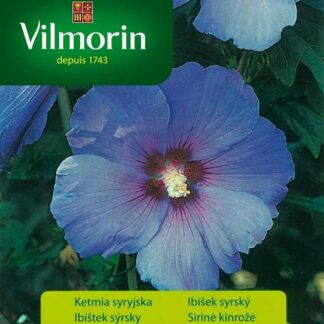 Ibišek syrský - modrý, listnatý keř (Vilmorin)