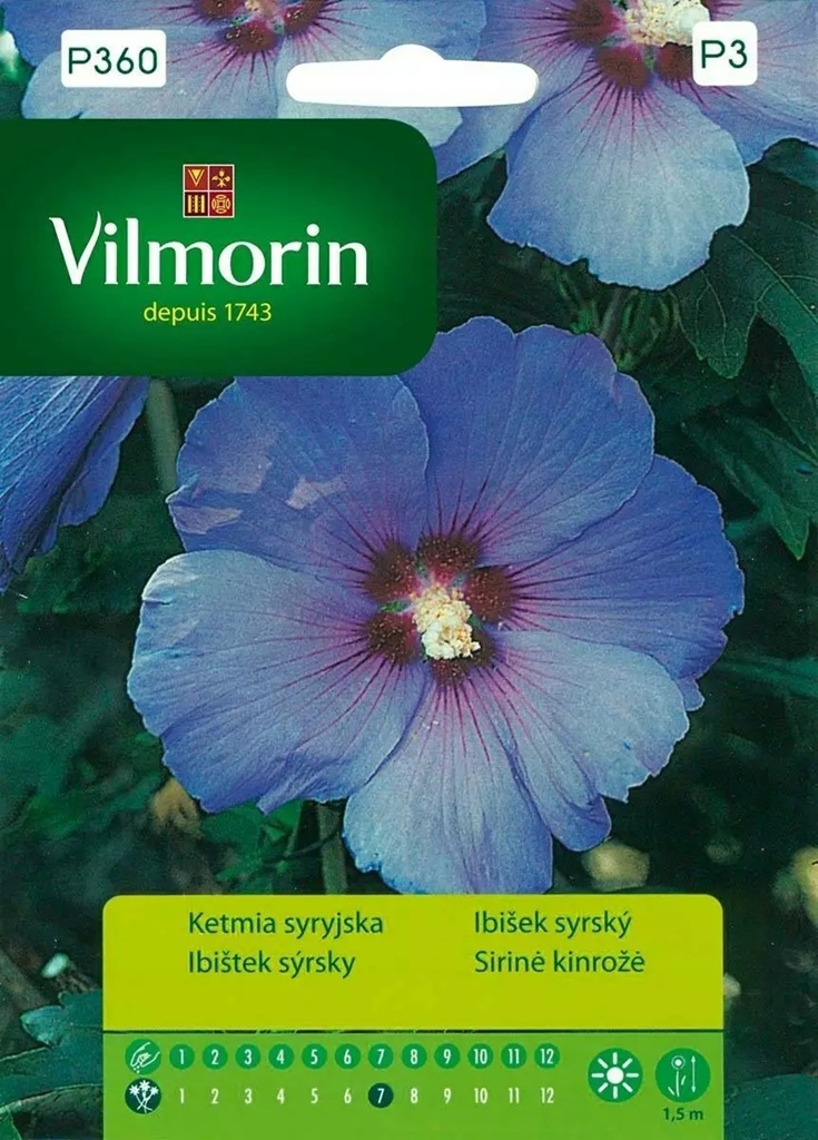 Ibišek syrský - modrý, listnatý keř (Vilmorin) Ibišek syrský - modrý, listnatý keř (Vilmorin)