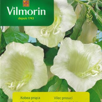 Vilec šplhavý - bílý, pnoucí (Vilmorin)