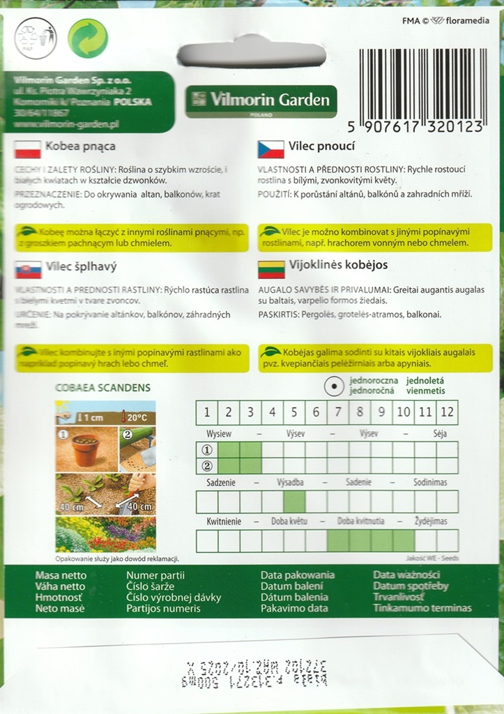 Vilec šplhavý - bílý, pnoucí (pěstování) Vilec šplhavý - bílý, pnoucí (pěstování)