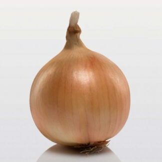 Cibule sazečka Corona F1 - žlutohnědá, kulovitá, amerického typu (Bejo)