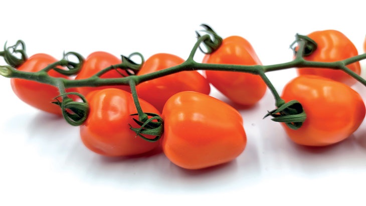 Rajče tyčkové Appleberry Orange F1 - cherry, srdcovité, oranžové, sladké, odolné plísni (pěstování) Rajče tyčkové Appleberry Orange F1 - cherry, srdcovité, oranžové, sladké, odolné plísni (pěstování)