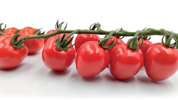 Rajče tyčkové Appleberry Red F1 - cherry, srdcovité, sladké, odolné plísni (pěstování) Rajče tyčkové Appleberry Red F1 - cherry, srdcovité, sladké, odolné plísni (pěstování)